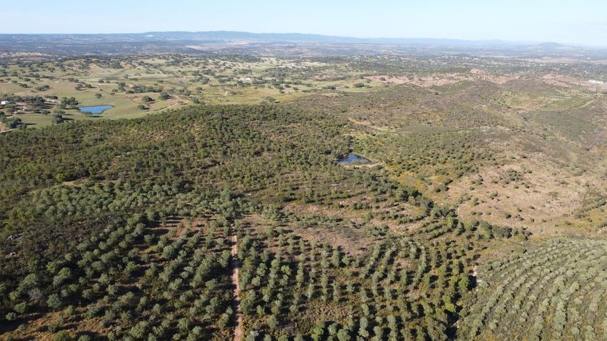 Hacienda Valverde — Finca rústica de 88 ha con cortijo, pozos y embalses · La Puebla de Guzmán (Huelva) - imagen 39