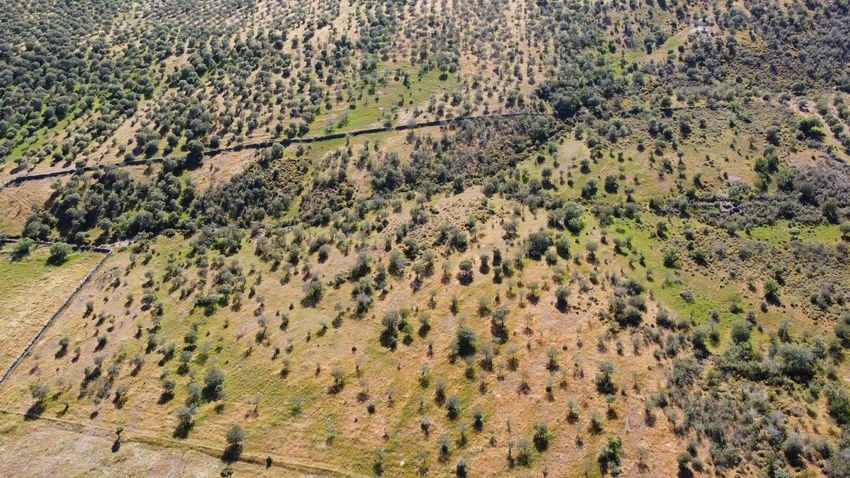 Hacienda Valverde — Finca rústica de 88 ha con cortijo, pozos y embalses · La Puebla de Guzmán (Huelva) - imagen 54