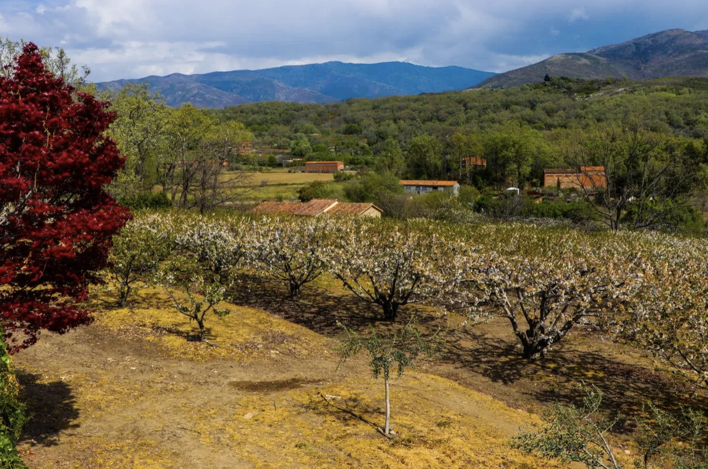 Finca de lujo con tres viviendas y piscina climatizada · Jarandilla de la Vera - imagen 5