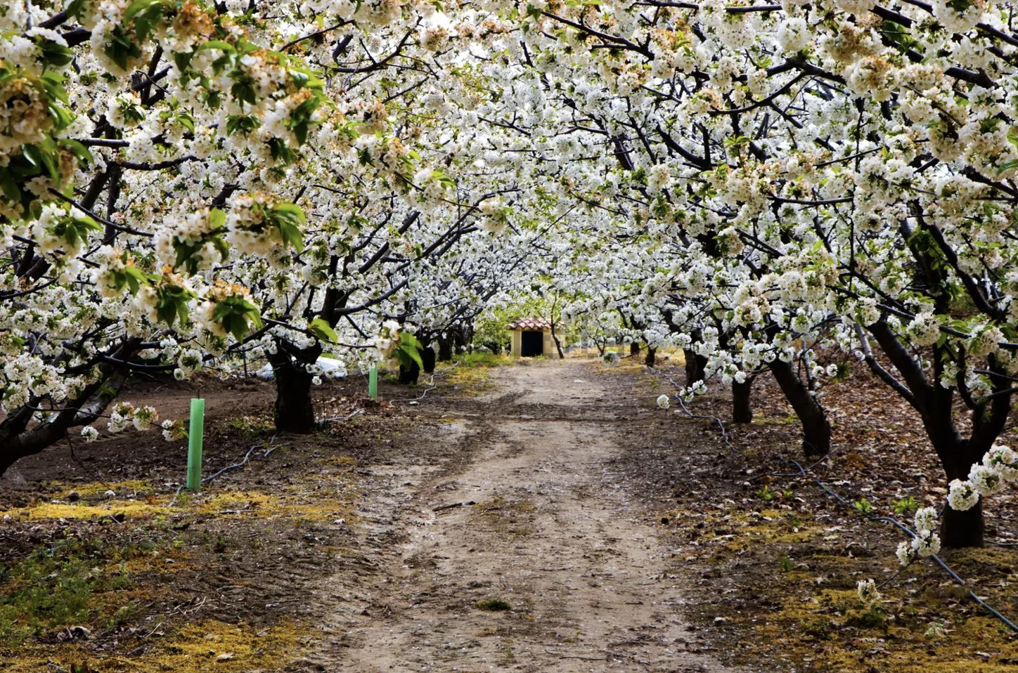 Finca de lujo con tres viviendas y piscina climatizada · Jarandilla de la Vera - imagen 8