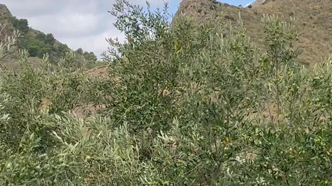 Finca rústica de 2.500.000 m² con vistas al mar entre Lorca y Águilas - imagen 2