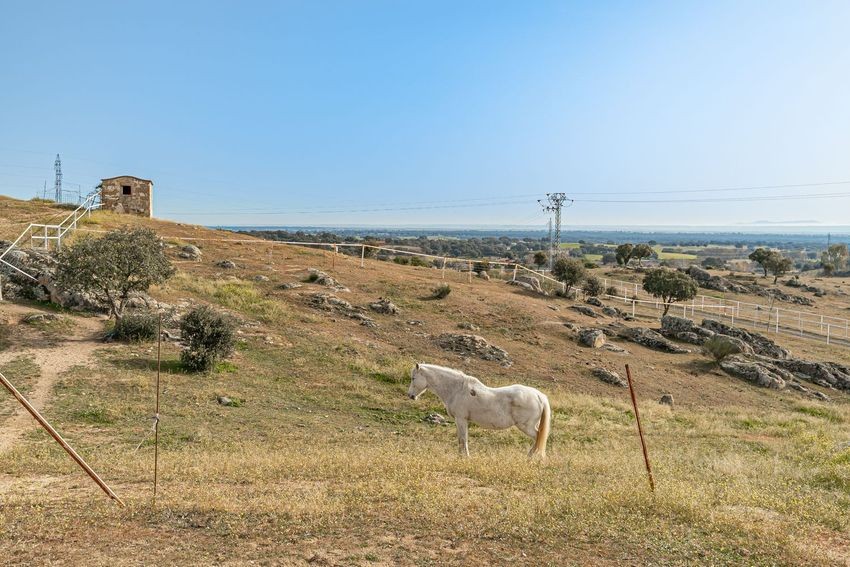 Finca rústica para hípica con vistas a la Sierra de Guadalupe, casi 11 hectáreas - imagen 29