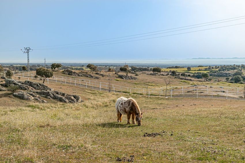 Finca rústica para hípica con vistas a la Sierra de Guadalupe, casi 11 hectáreas - imagen 30