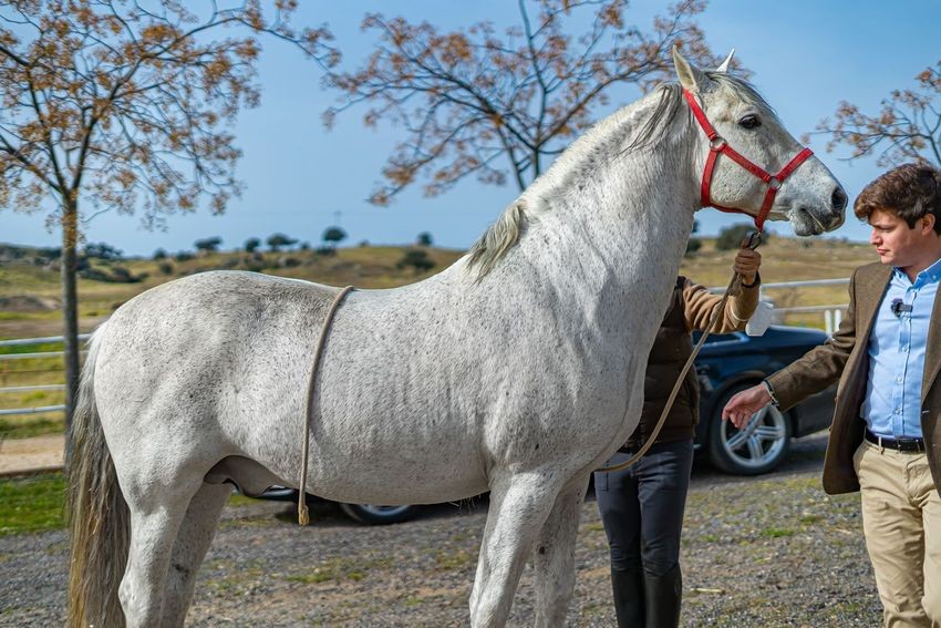Finca rústica para hípica con vistas a la Sierra de Guadalupe, casi 11 hectáreas - imagen 45